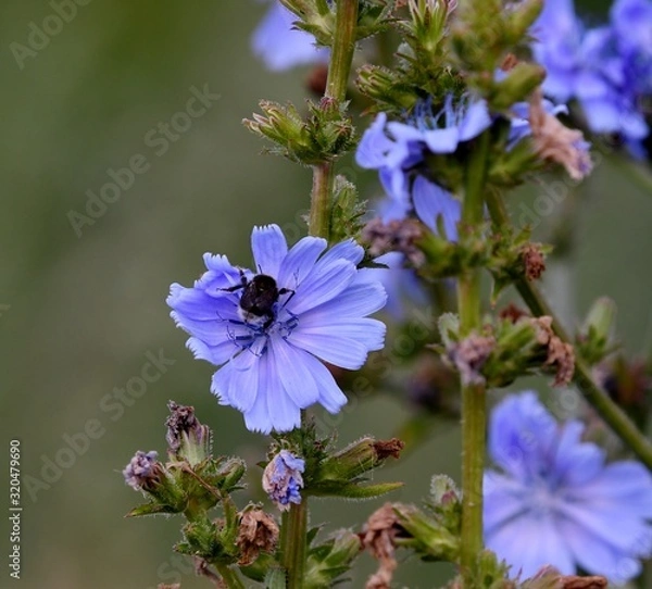 Obraz chicory in nature