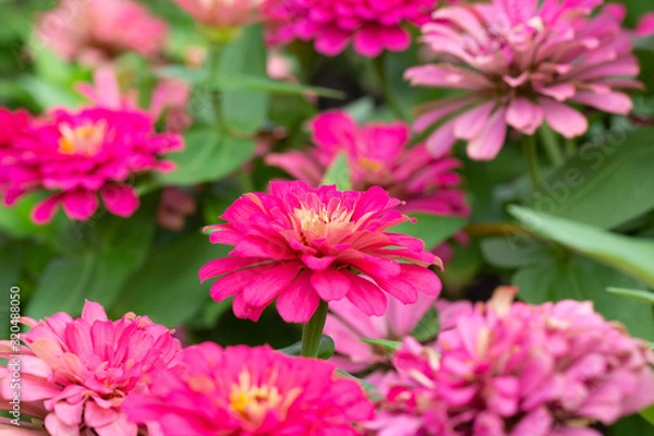 Obraz Pink flower petals in multiple layers