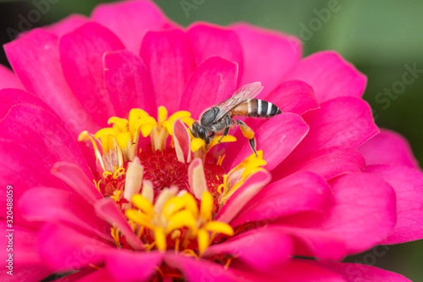 Obraz bee on pink flower ,petals in multiple layers
