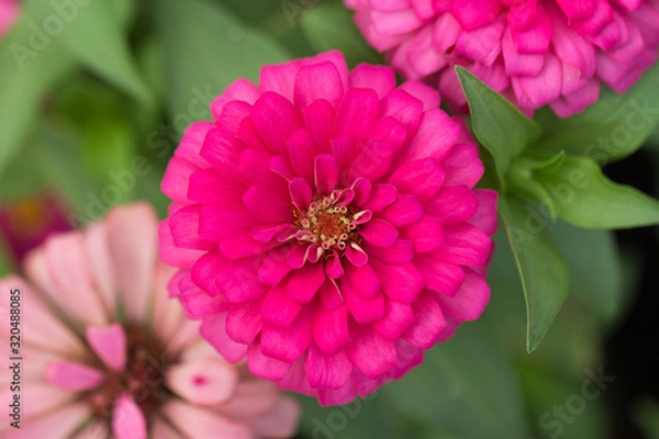 Fototapeta Pink flower petals in multiple layers