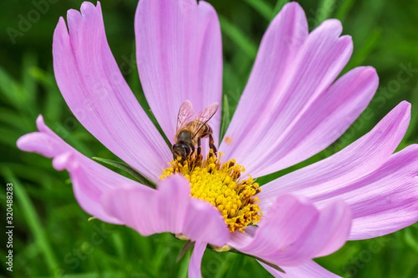 Fototapeta bee on pink flower ,petals in multiple layers