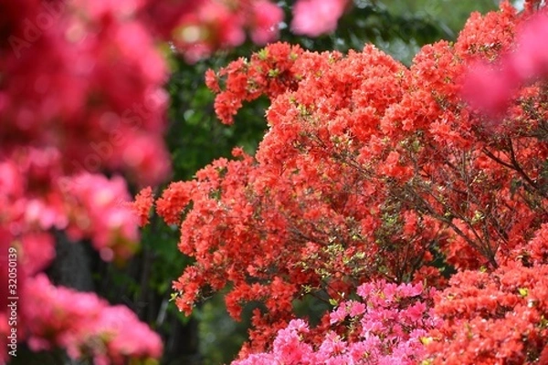 Obraz ツツジの群生