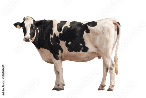 Fototapeta Black and white cow image  isolated on the white background.