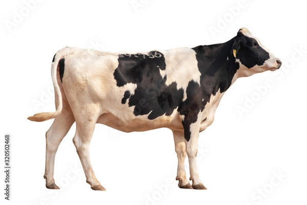Fototapeta Black and white cow image  isolated on the white background.