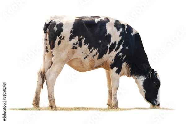 Fototapeta Black and white cow image  isolated on the white background.