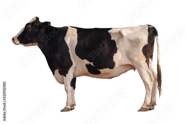 Fototapeta Black and white cow image  isolated on the white background.