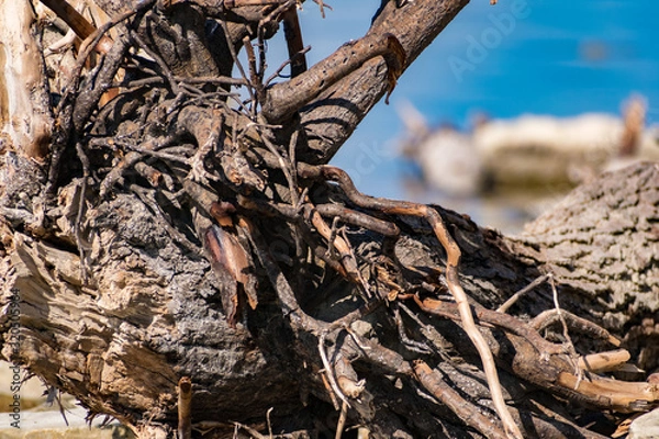 Fototapeta Old snags on a blue background, whimsical and crooked branches on felled dried tree trunks, lie chaotically in the sunlight, on a warm bright day.