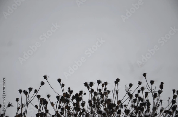 Fototapeta Abstract background. Plants on a light background. Close up with soft focus, beautiful details of nature.