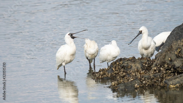 Obraz クロツラヘラサギ