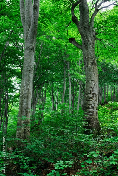 Fototapeta 緑に包まれる夏のブナ林