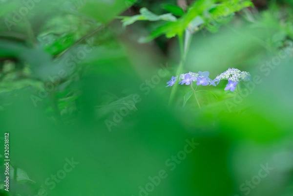 Fototapeta 自生している紫陽花