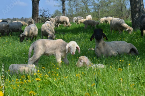Obraz Schafe mit Lämmern 