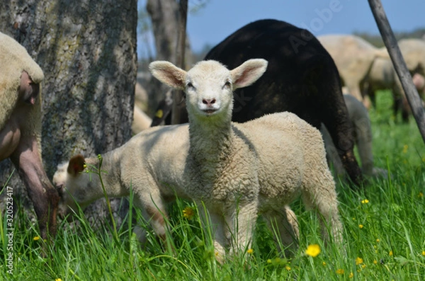 Obraz Lamm in einer Schafherde