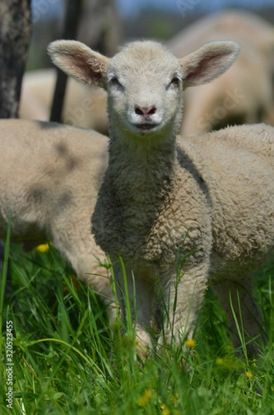 Obraz Neugieriges Schaf