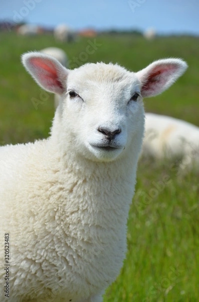 Obraz Neugieriges Schaf