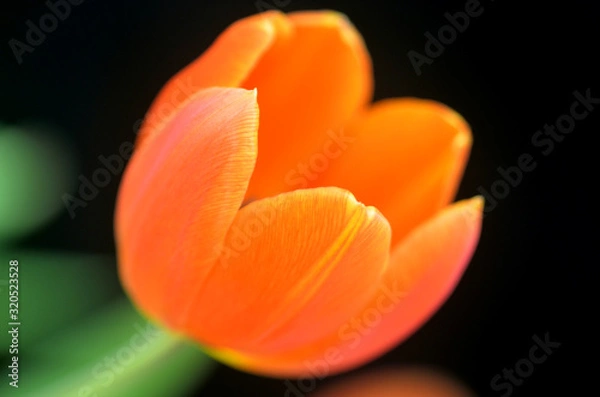 Obraz Nahaufnahme einer Tulpe