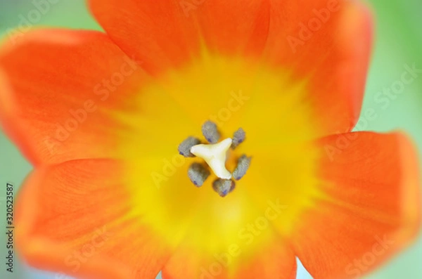 Obraz Nahaufnahme einer Tulpe