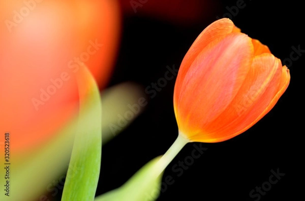 Obraz Nahaufnahme einer Tulpe