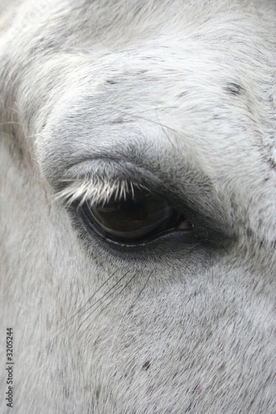Obraz close up of horse eye