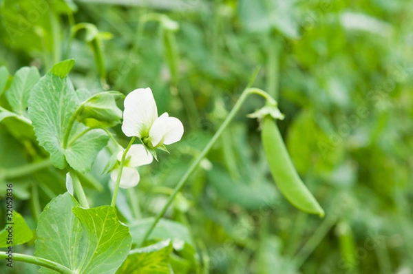 Obraz スナップエンドウ畑