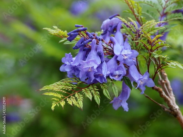 Fototapeta 熱海の海岸に咲くジャカランダ