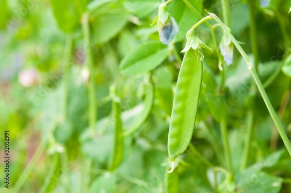 Obraz 絹さやのアップ