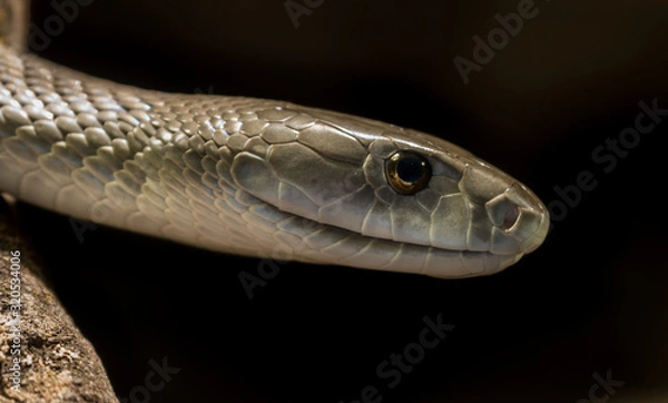 Fototapeta Black Mamba Closeup