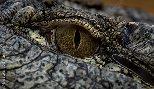 Obraz Nile Crocodile Eye