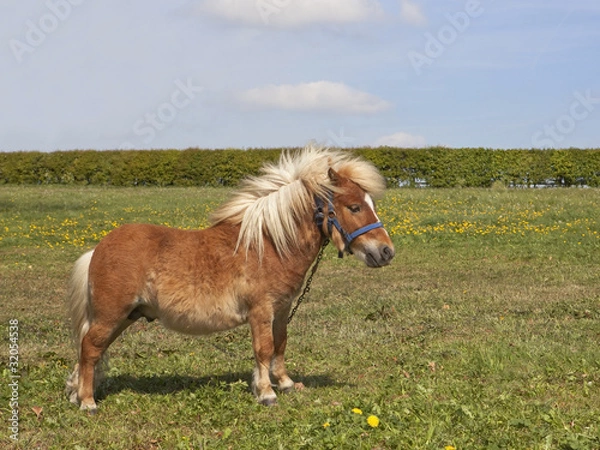 Obraz shetland pony