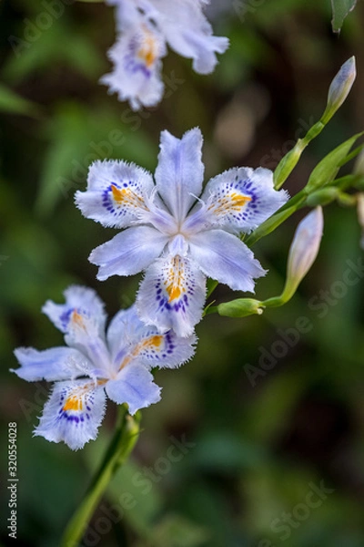 Fototapeta A closeup view of fringed irises (Iris Japonica)