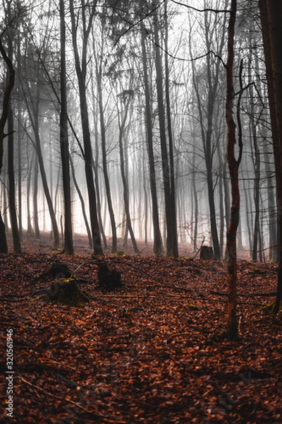 Fototapeta gespenstischer Wald in Nebel liegend an einem trüben Wintertag mit kargen Bäumen
