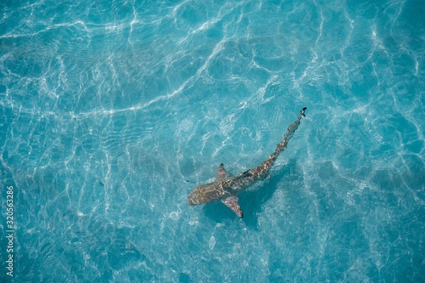 Fototapeta A birds eye view of a reef shark swimming in the turquoise sea