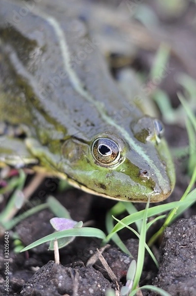 Obraz żaba