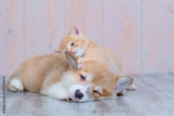 Fototapeta A red-haired corgi puppy and a red-haired tabby kitten of British breed are lying nearby on the floor at home. The kitten plays with the paw with the puppy’s ear, as if whispering something in his ear