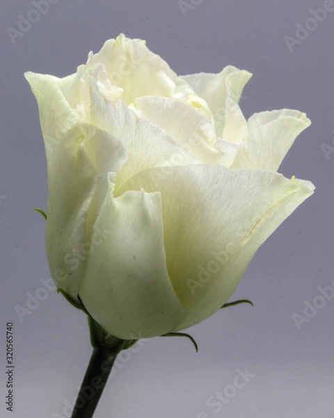 Fototapeta single white rose