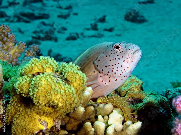 Fototapeta Freckled hawkfish (Paracirrhites forsteri)