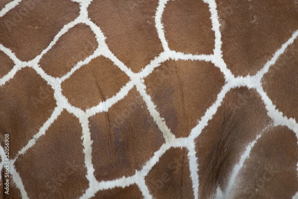 Fototapeta Giraffe _MG_6199