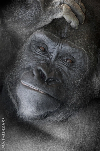 Obraz Gorilla _mg_6086