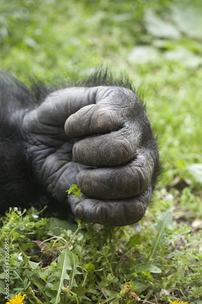 Obraz Gorilla Hand _MG_6076
