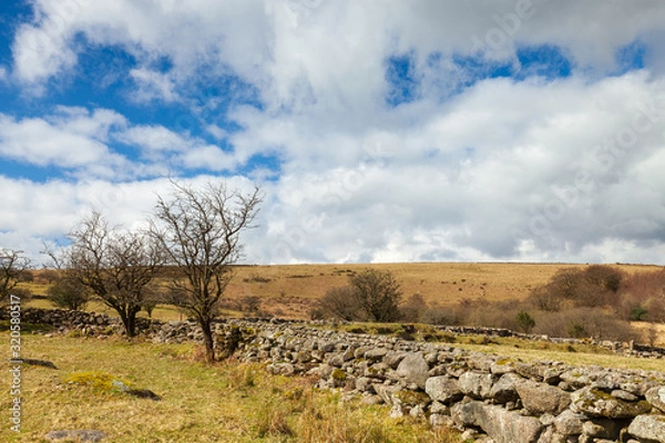 Obraz Trees along a stone wall on moor land in dartmoor national park on a sunny day