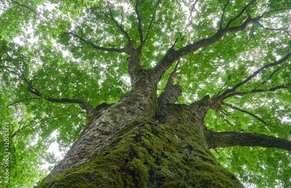 Obraz 大きな木　新緑のイメージ