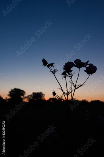 Obraz silhouette of a tree at sunset