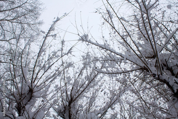 Fototapeta Tree branches in sticky snow. view from the bottom up. Winter background.