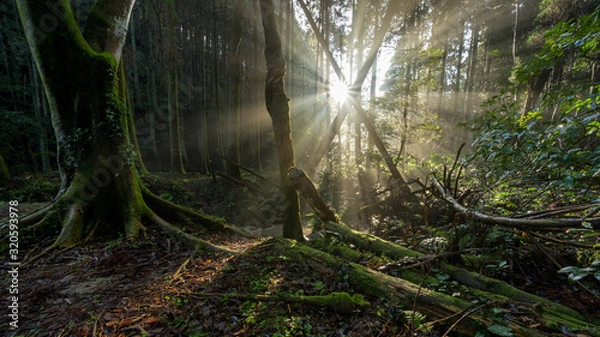 Fototapeta 森の日の出