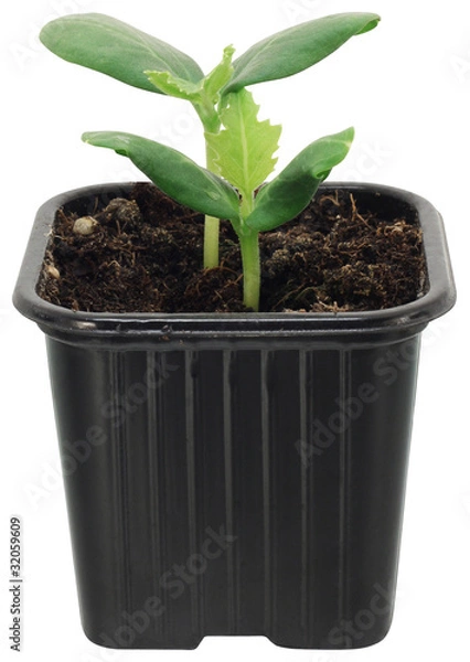 Fototapeta Young plant.