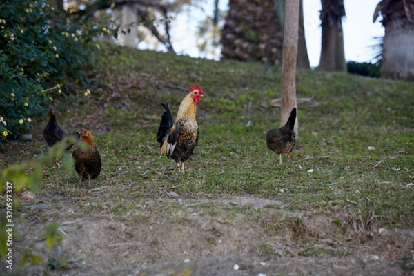 Fototapeta rooster with chickens