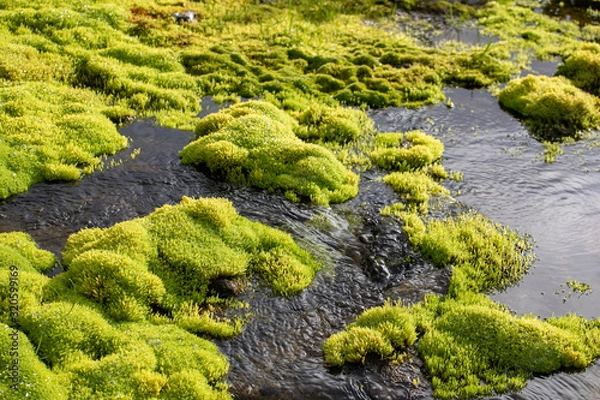 Obraz Green moss and mountain stream. Eco friendly natural background