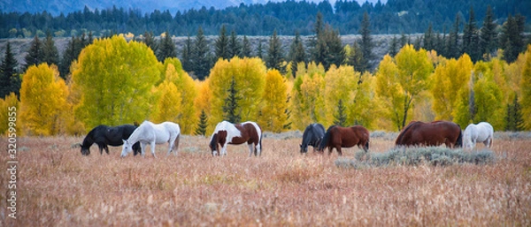 Fototapeta wild horses in an autumn landscape out west in wyoming