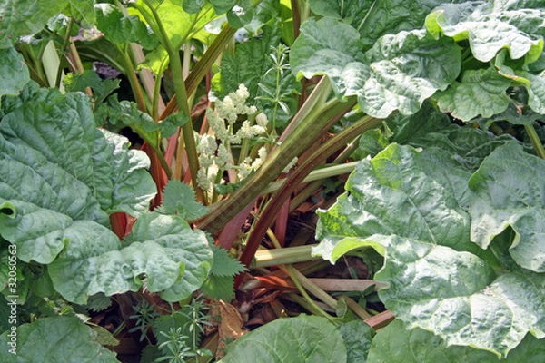 Obraz growing rhubarb