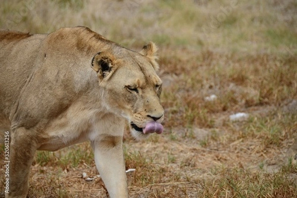Obraz Löwe Afrika Südafrika 